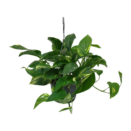 Scindapsus Epipremnum 45cm – Ø15cm Topf – Pflanzfix24.de - Pflanzfix24.de