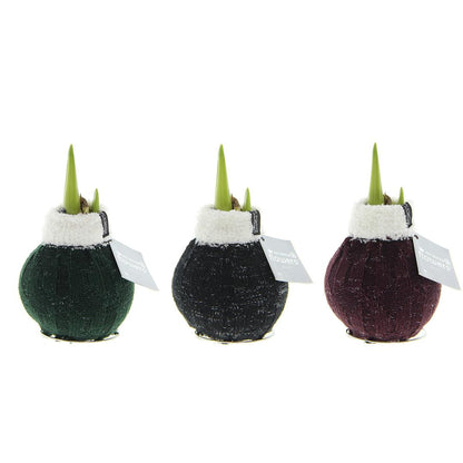 No Water Flowers® Fashionz Cozy Wooly Mix (3 pack) + Red flower - Pflanzfix24