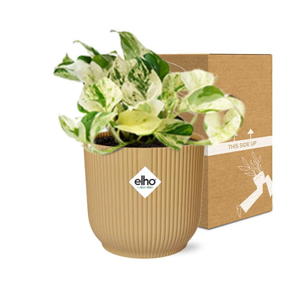 Epipremnum Pinnatum Happy Leaf in ELHO Vibes Fold 14cm geel - Pflanzfix24
