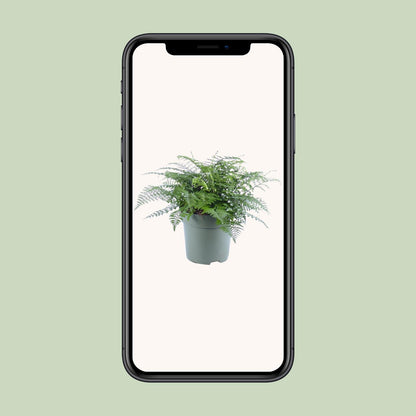 Asplenium Parvati - Ø27cm - ↕50cm - Pflanzfix24