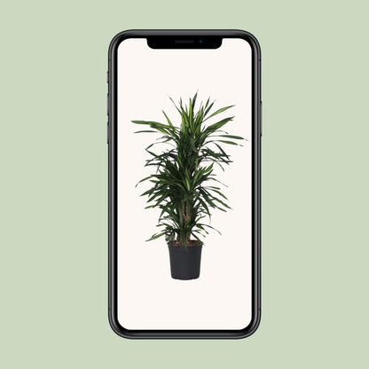 Dracaena Frag. Rikii - Ø27cm - ↕120cm - Pflanzfix24