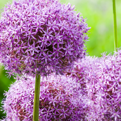 Globemaster - Allium bollen 5 stuks - Pflanzfix24