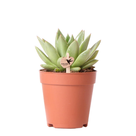 Kolibri Greens Echeveria Miranda Sukkulente Ø9cm | Zimmerpflanze ohne Topf | Pflanzfix24.de - Pflanzfix24.de