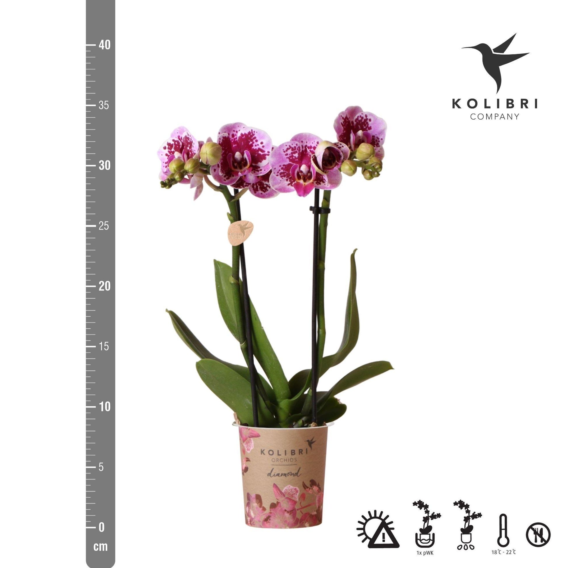 Phalaenopsis Orchidee Rosa-Lila | Diamond-Linie | Pflanzfix24.de - Pflanzfix24.de