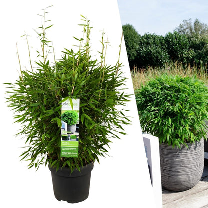 Fargesia Moontears Bambus Boobux XL Ø29 cm | winterhart – Pflanzfix24.de - Pflanzfix24.de