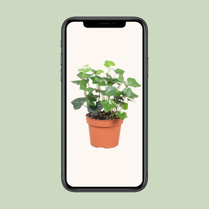 Hedera Hibernica - Ø13cm - ↕30cm by Pflanzfix24