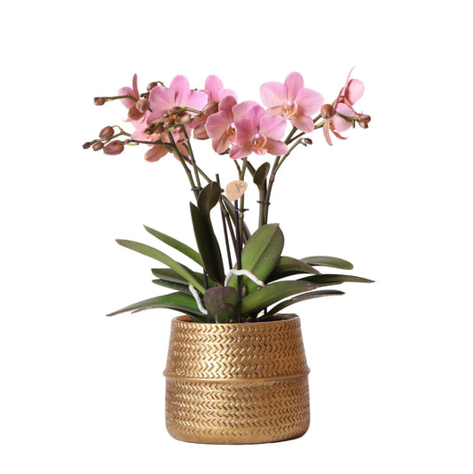 Rosa Orchidee Treviso im Goldtopf Ø12 cm - Pflanzfix24