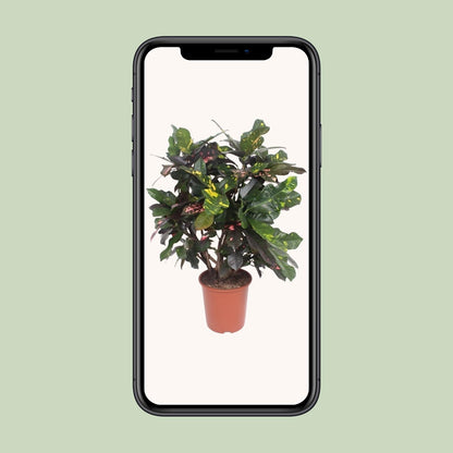 Codiaeum Magnificent (Croton Magnificent) - Ø27cm - ↕110cm - Pflanzfix24