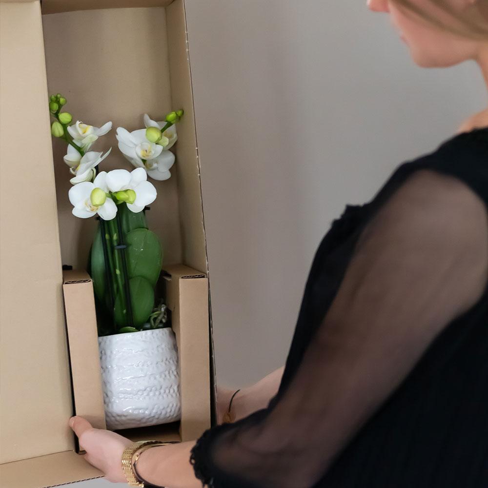 Phalaenopsis Orchidee Weiß mit Goldtopf Ø9cm – Pflanzfix24.de - Pflanzfix24.de
