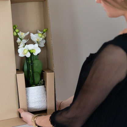 Phalaenopsis Orchidee Weiß mit Goldtopf Ø9cm – Pflanzfix24.de - Pflanzfix24.de