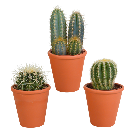 Kakteenmischung 8,5 cm - 3x - in terracotta pot - Pflanzfix24.de - Pflanzfix24.de