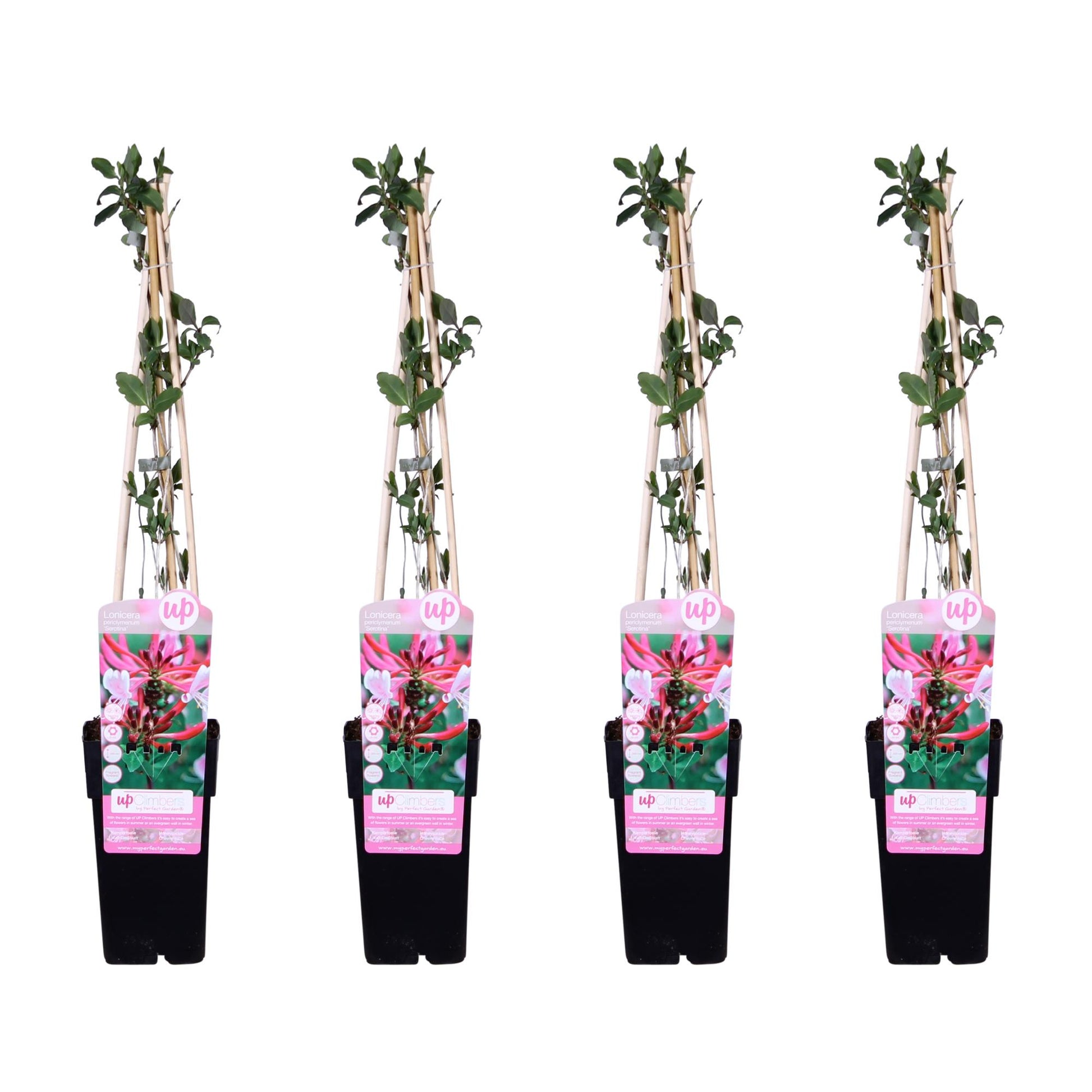 4x - Lonicera periclymenum 'Serotina' - Pflanzfix24.de - Pflanzfix24.de