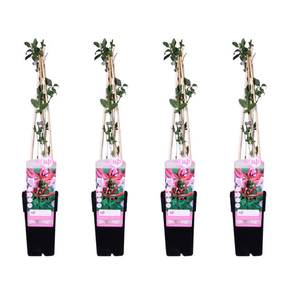 4x - Lonicera periclymenum 'Serotina' - Pflanzfix24.de - Pflanzfix24.de