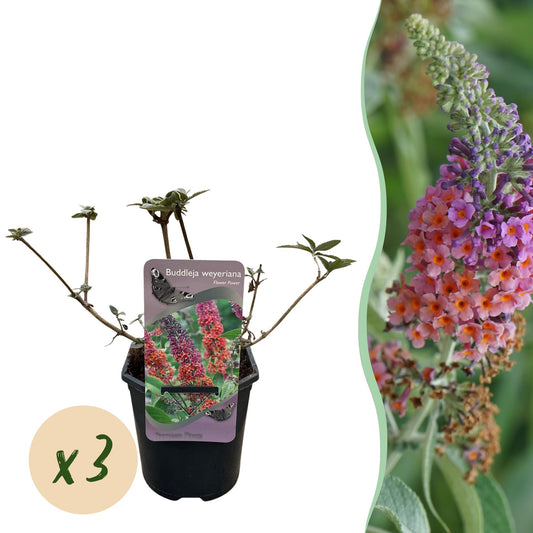 Pflanzfix24.de - Schmetterlingsbush Buddleja davidii Flower Power - 3 Pflanzen - Orange Lila - Topf 17cm - Pflanzfix24.de