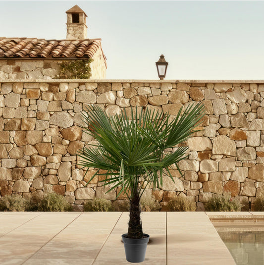 Trachycarpus Fortuneii Palme 160-180cm – Robust & Exotisch | Pflanzfix24.de - Pflanzfix24.de