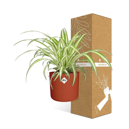 Chlorophytum Comosum Variegatum Spiderpflanze in ELHO b.for soft round 14cm Brick - Pflanzfix24