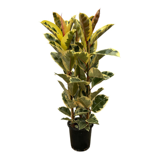 Ficus Elastica Tineke struik - 160 cm - Ø28cm - pflanzfix24
