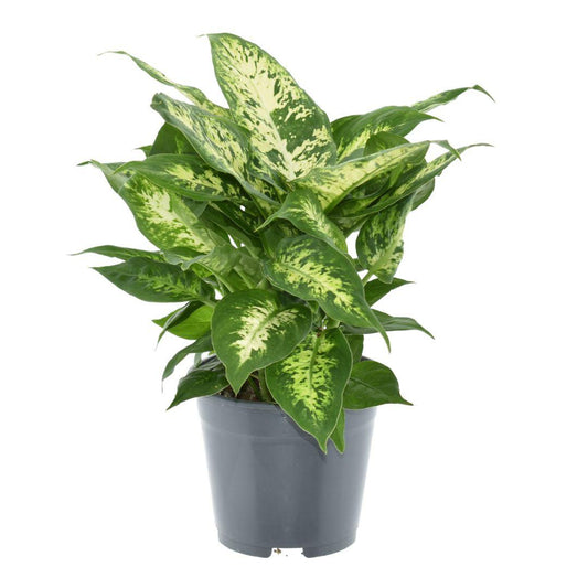Dieffenbachia Compacta 2 PP - Ø14cm - ↕35cm - Pflanzfix24