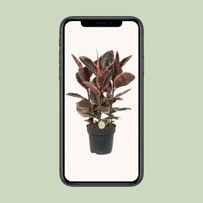 Ficus Belize - Ø27cm - pflanzfix24