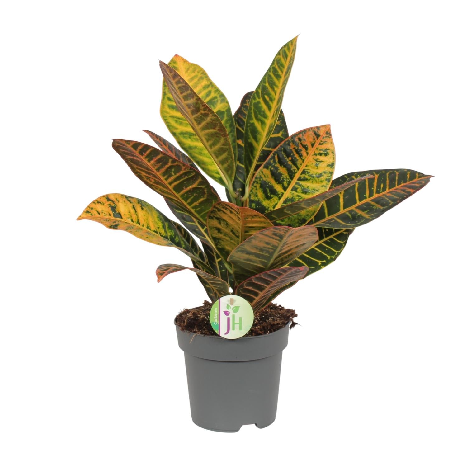 Codiaeum Petra - Croton - Ø17cm - ↕45cm - Pflanzfix24.de - Pflanzfix24.de