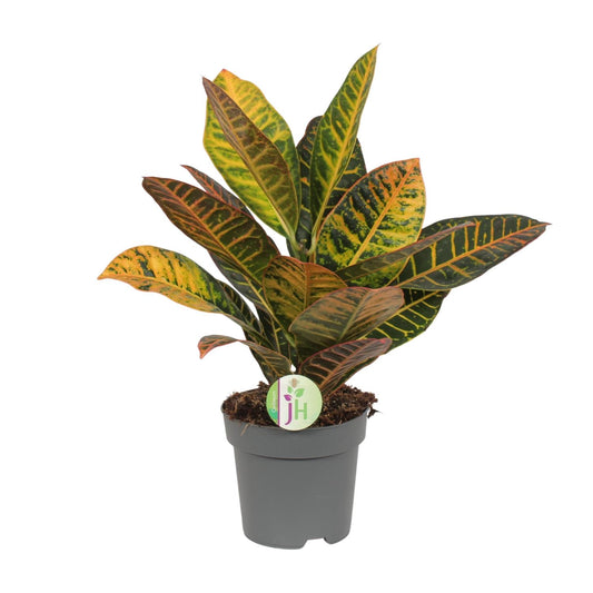Codiaeum Petra - Croton - Ø17cm - ↕45cm - Pflanzfix24.de - Pflanzfix24.de