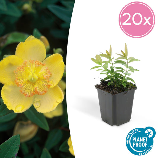 20x Hypericum calycinum, 10-25cm hoch, Ø9cm Topf - Pflanzfix24.de - Pflanzfix24.de