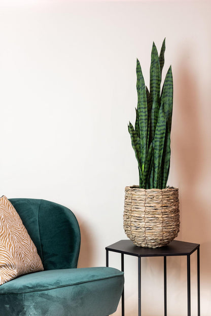 Kunst-Sansevieria Black Coral 97 cm – Frauenzunge | Pflanzfix24.de - Pflanzfix24.de
