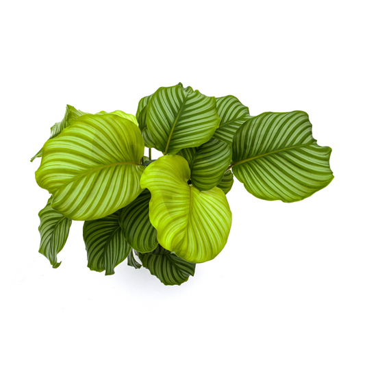 Calathea Orbifolia Ø27cm - ↕70 - 90cm - Pflanzfix24.de - Pflanzfix24.de