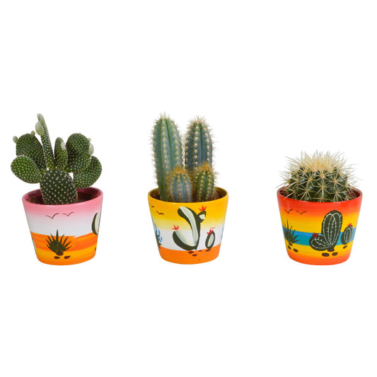 Kakteenmischung 10,5 cm - in Mexicaanse pot - 3x - Pflanzfix24.de - Pflanzfix24.de