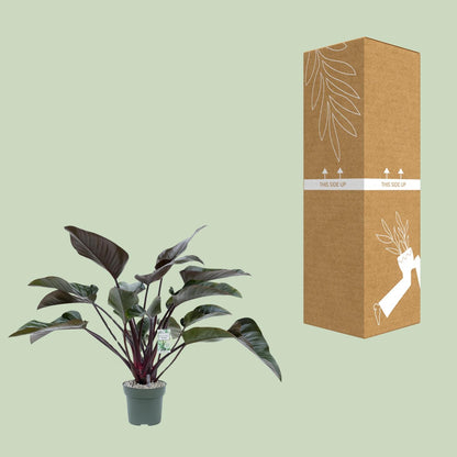 Philodendron Red Beauty - Ø27cm - Pflanzfix24