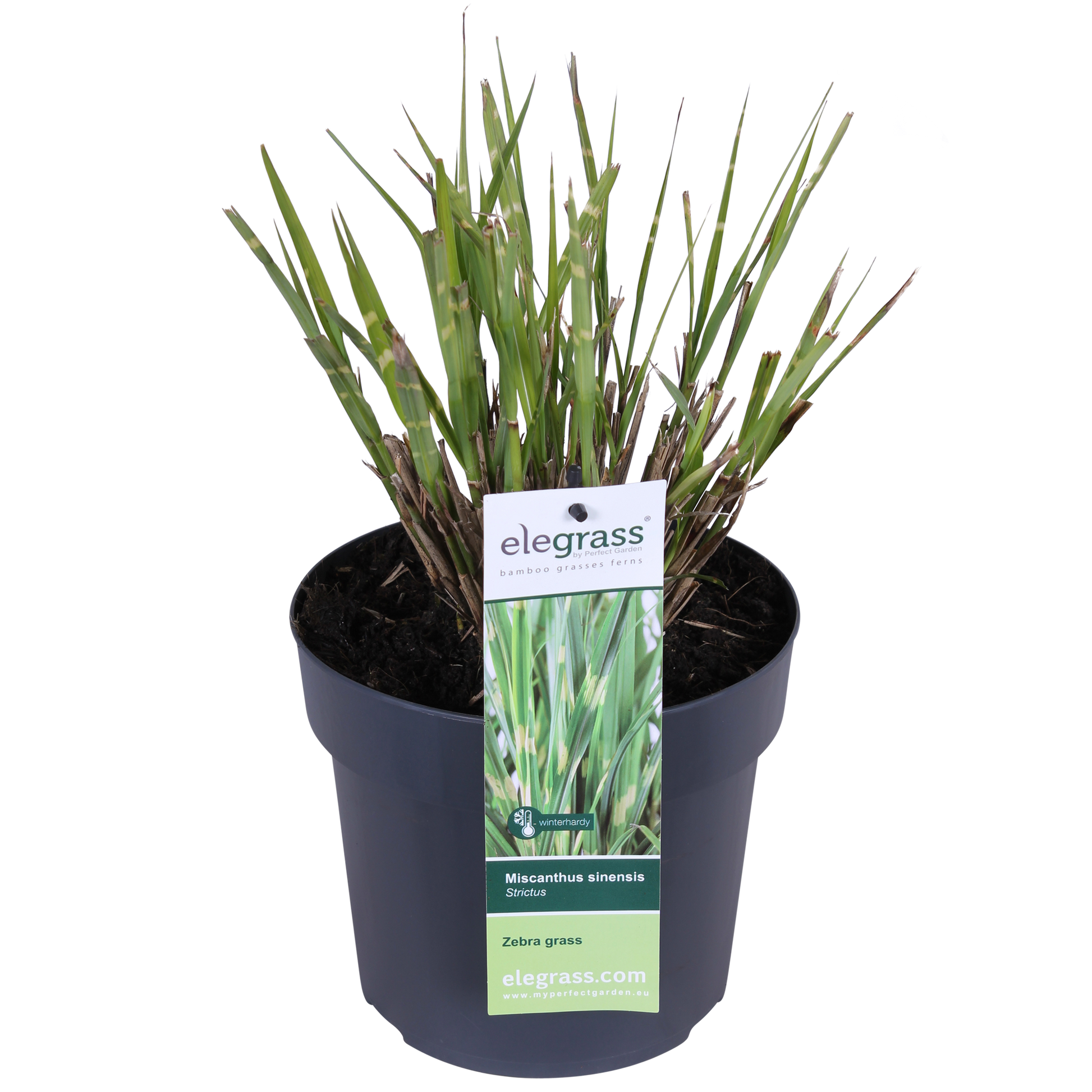 Miscanthus sinensis Strictus Zebra Gras Ø23cm | Pflanzfix24.de - Pflanzfix24.de