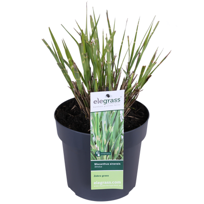 Miscanthus sinensis Strictus Zebra Gras Ø23cm | Pflanzfix24.de - Pflanzfix24.de