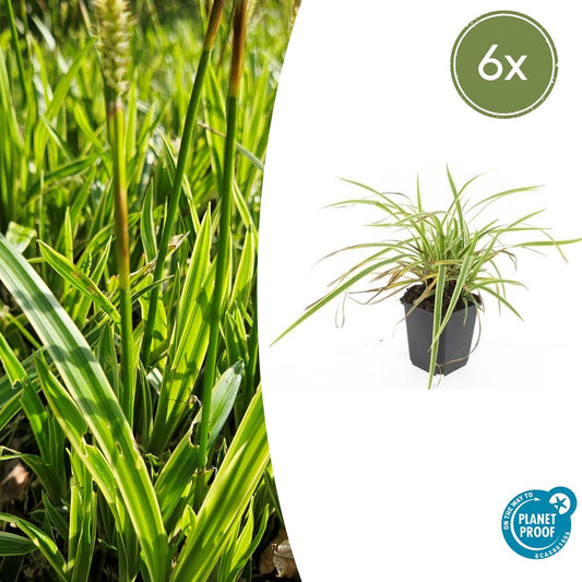 6x Carex morrowii 'Aureovariegata' - Pflanzfix24.de - Pflanzfix24.de