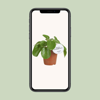 Pilea White Splash - Ø13cm - ↕20cm - Pflanzfix24