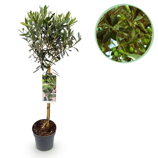 Olea Europaea - Olivenbaum auf Stamm - Terrassenpflanze - Immergrün - Topf 19cm Höhe 90cm - Pflanzfix24.de - Pflanzfix24.de
