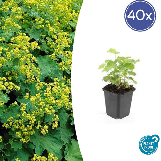 40x Alchemilla mollis - ↕10-25cm - Ø9cm bei Pflanzfix24.de - Pflanzfix24.de