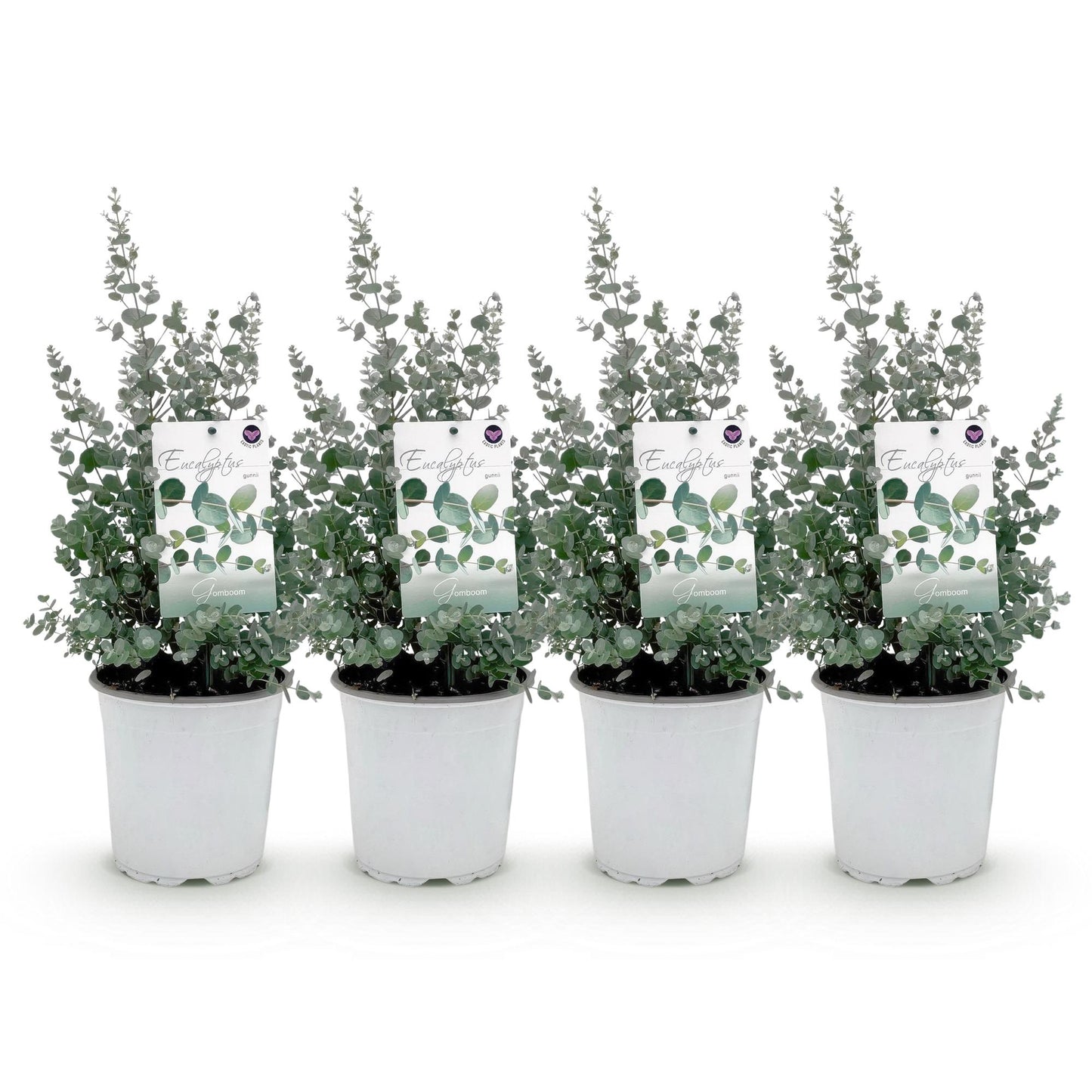 pflanzfix24 - Eucalyptus gunnii - Terrassenpflanze - 4er Set - Winterhart