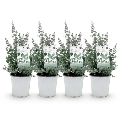 pflanzfix24 - Eucalyptus gunnii - Terrassenpflanze - 4er Set - Winterhart