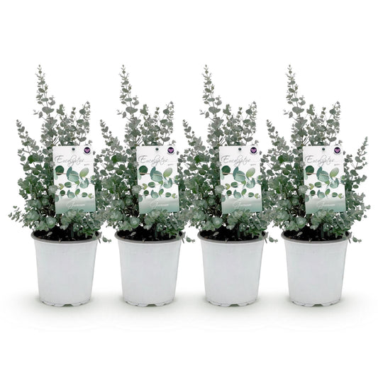 pflanzfix24 - Eucalyptus gunnii - Terrassenpflanze - 4er Set - Winterhart