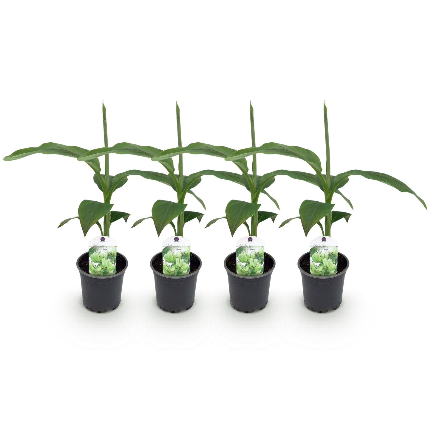 Musa Basjoo Bananenpflanze - 4er Set - pflanzfix24