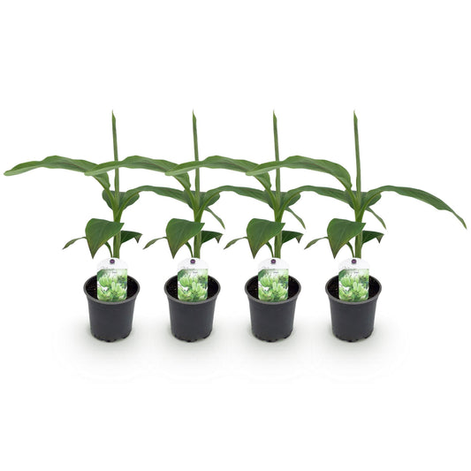 Musa Basjoo Bananenpflanze - 4er Set - pflanzfix24