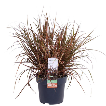 Uncinia rubra Everflame - Ø19cm - Pflanzfix24
