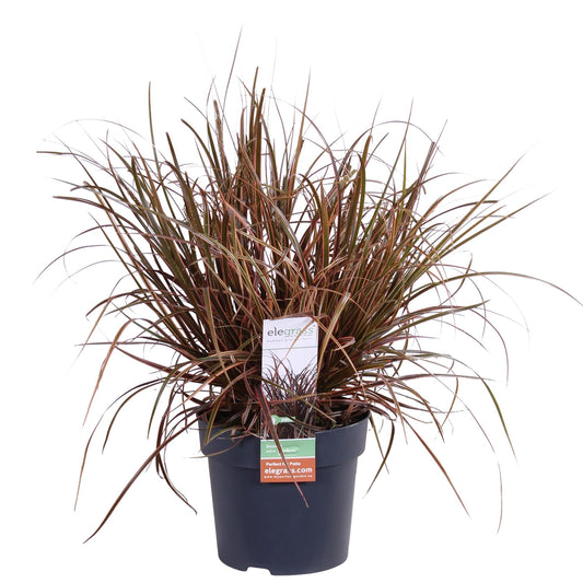 Uncinia rubra Everflame - Ø19cm - Pflanzfix24