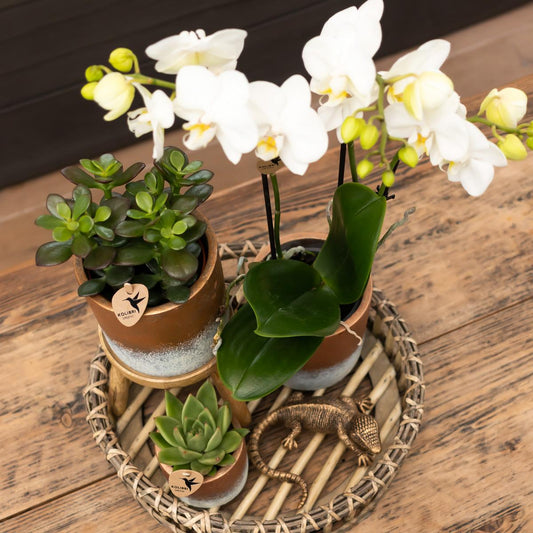 Kolibri Greens | Groene Pflanze - Sukkulente Crassula Minor - Blumenerde Ø6cm - Pflanzfix24