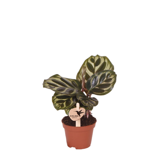 Calathea Makoyana Ø6 cm – Pflanzfix24.de - Pflanzfix24.de