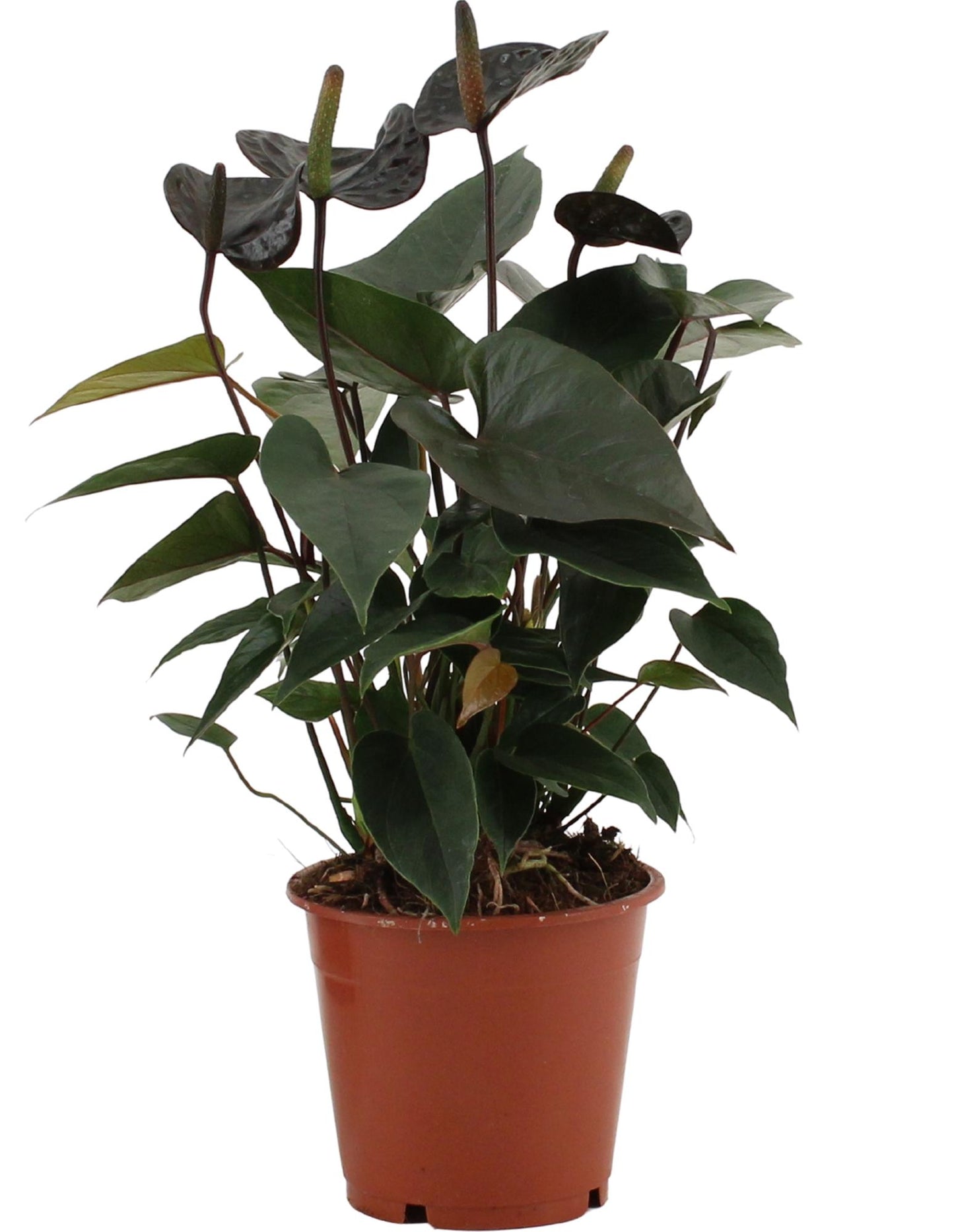Anthurium Black Love In Transparant Sleeve - Ø12cm - ↕36cm - Pflanzfix24.de - Pflanzfix24.de