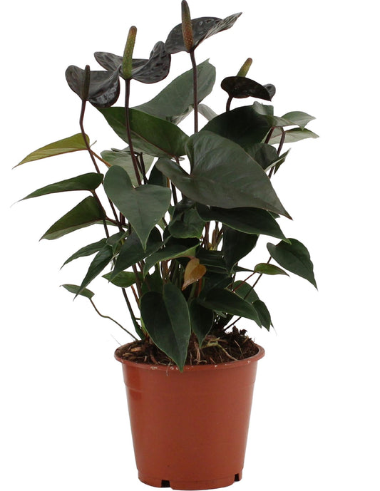 Anthurium Black Love In Transparant Sleeve - Ø12cm - ↕36cm - Pflanzfix24.de - Pflanzfix24.de
