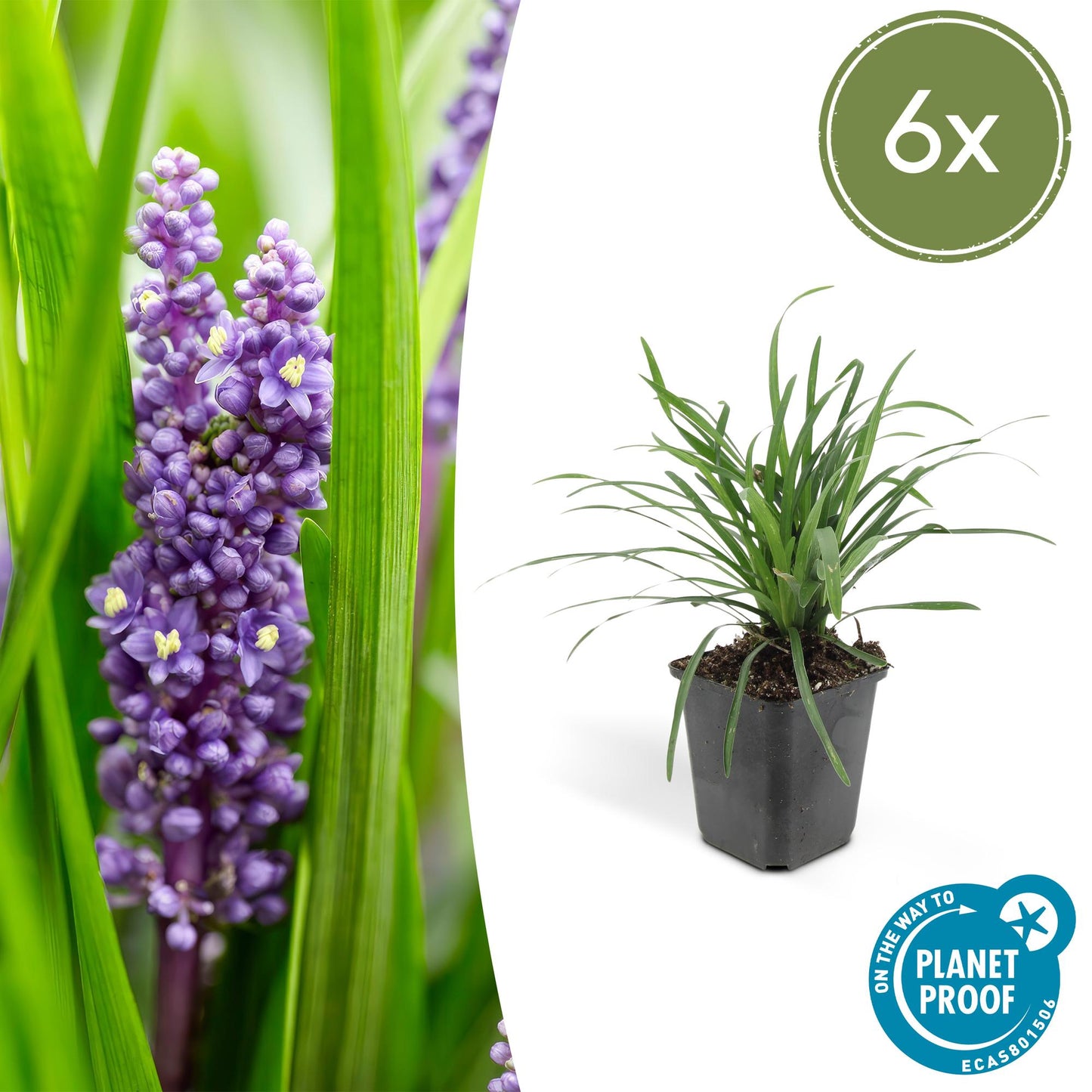 6x Liriope muscari 'Moneymaker' Ø9cm - Bodendecker bei Pflanzfix24