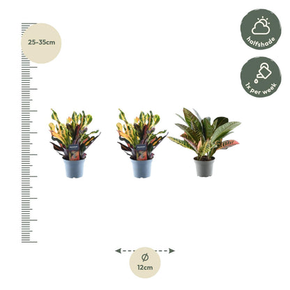 3x Croton Codiaeum mix - 30 cm - ø12 bei Pflanzfix24.de - Pflanzfix24.de