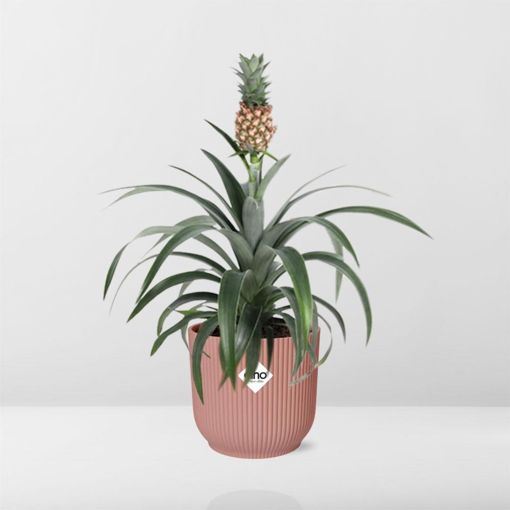 Ananas Mi Amigo Zimmerpflanze 14cm im ELHO Vibes Fold Topf | Pflanzfix24